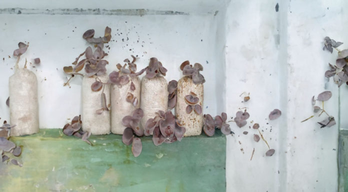 Why is Fresh Moss Not Usable While All Foods Like to Be Fresh? Must-Knows for Using Fresh Moss Without Harm.