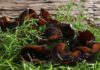 Black mushrooms, nature’s collagen, fighting cancer