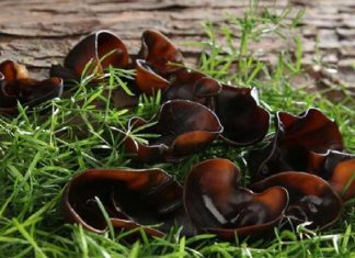 Black mushrooms, nature’s collagen, fighting cancer