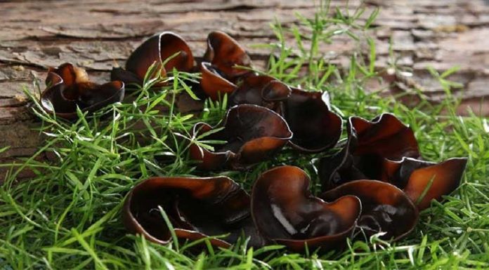 Black mushrooms, nature’s collagen, fighting cancer