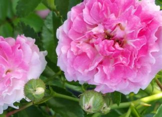 Choosing the Right Tet Chung Tree to Invite Fortune Into Your Home: 5 Trees to Avoid