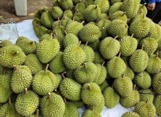 Know When Durian Season Begins and Ends in Singapore