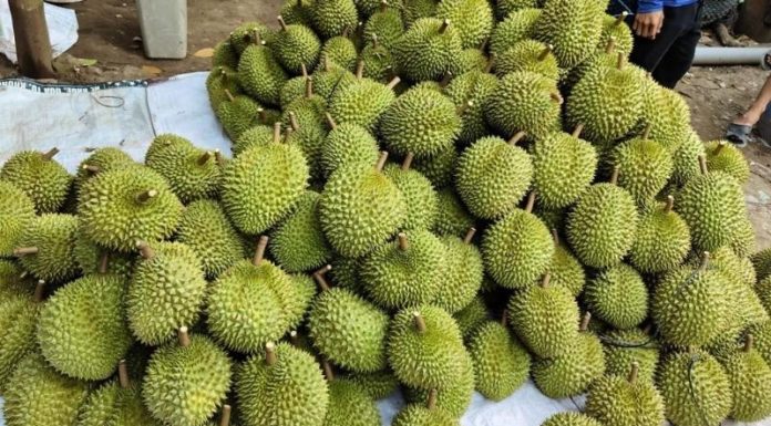 Know When Durian Season Begins and Ends in Singapore