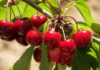 When Does the Cherry Harvest Season Commence?