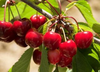 When Does the Cherry Harvest Season Commence?