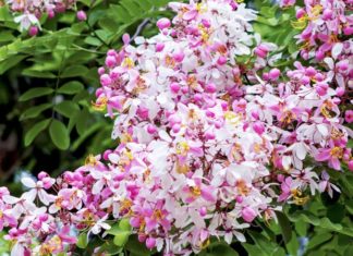 Cherry Blossoms: Planting, Caring, and Stunning Visuals Explained