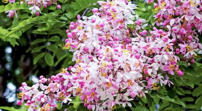 Cherry Blossoms: Planting, Caring, and Stunning Visuals Explained