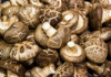 3 Tips for Choosing Fresh and Delicious Shimeji Mushrooms