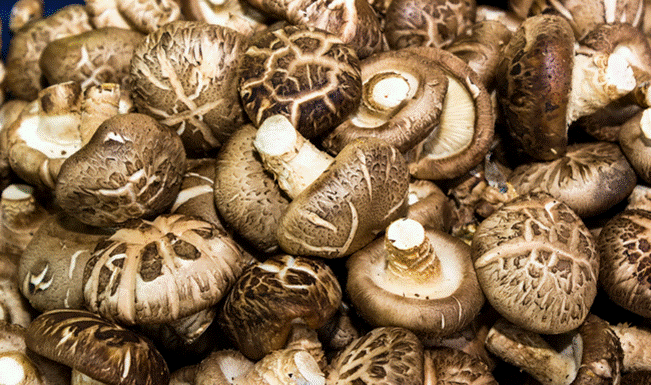 3 Tips for Choosing Fresh and Delicious Shimeji Mushrooms