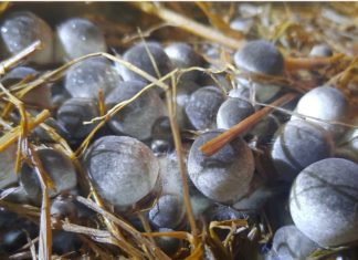 Soak straw mushrooms in this liquid, let them sit for a few months, and they will still be fresh and delicious as if newly bought