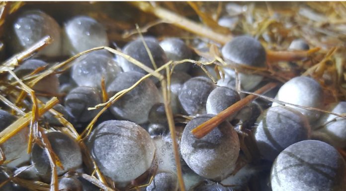 Soak straw mushrooms in this liquid, let them sit for a few months, and they will still be fresh and delicious as if newly bought
