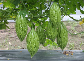 Guaranteed Rapid Freckle Reduction with Bitter Melon-Based Face Mask