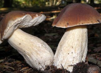 Investigating the Medical Advantages and Application of Pine Mushroom