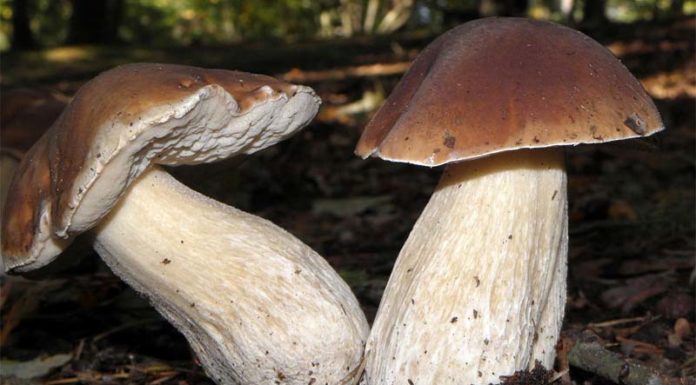 Investigating the Medical Advantages and Application of Pine Mushroom