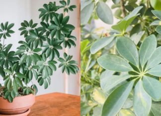 The Master of Dual Crafts: Nurturing the Five-Fingered Ginkgo for Abundant Wealth