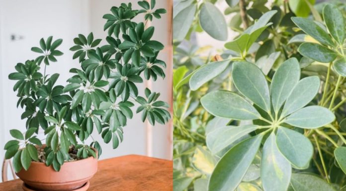 The Master of Dual Crafts: Nurturing the Five-Fingered Ginkgo for Abundant Wealth