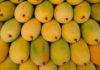 Uncover How to Choose the Perfect Hoa Loc Mangoes for Maximum Taste and Freshness
