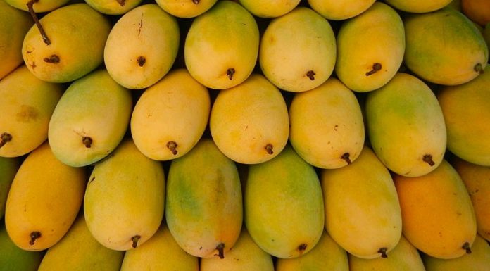 Uncover How to Choose the Perfect Hoa Loc Mangoes for Maximum Taste and Freshness