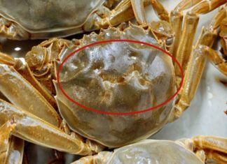 Affordable Clam Shopping: 5 Tips for Finding Quality on a Budget