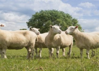 Learning How to Utilize Sheep Placenta for Maximum Benefits by Women