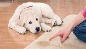 Sprinkle this powder on the carpet, and the smell and urine stains will quickly disappear without the need for washing.