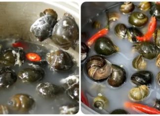 How to Clean Snails Effectively