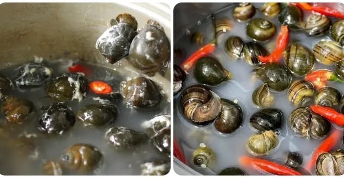 How to Clean Snails Effectively