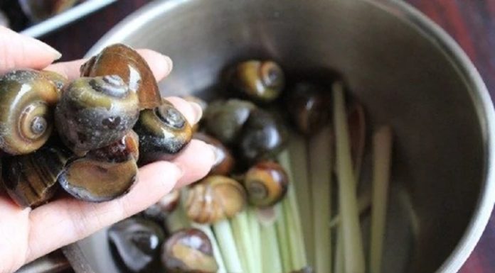 The secret to having clean, delicious boiled snails without any fishy taste