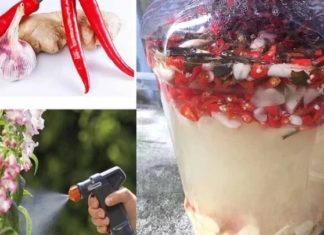 Effective Natural Tips for Preventing Plant Pests and Diseases