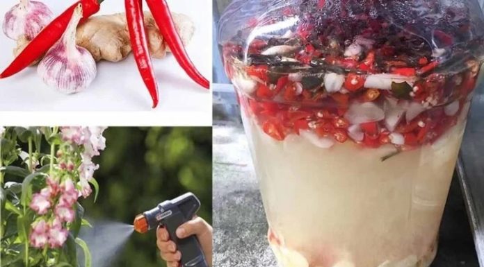 Effective Natural Tips for Preventing Plant Pests and Diseases