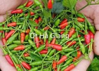 Green chili vs. red chili: What’s the difference? The ultimate kitchen hack is using each type in different dishes for extremely unique results.