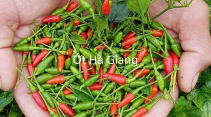 Green chili vs. red chili: What’s the difference? The ultimate kitchen hack is using each type in different dishes for extremely unique results.