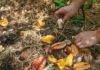 Make Your Own Fertilizer from Food Waste, Save Money and Help Plants Thrive