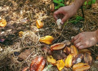 Make Your Own Fertilizer from Food Waste, Save Money and Help Plants Thrive