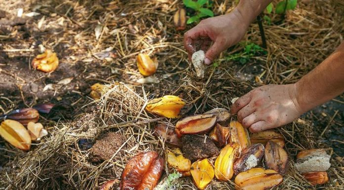 Make Your Own Fertilizer from Food Waste, Save Money and Help Plants Thrive