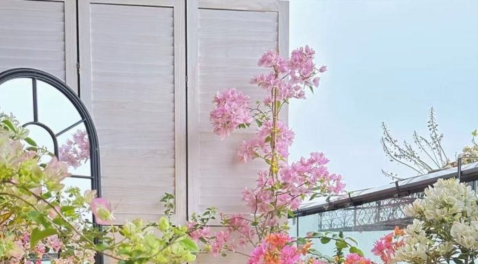 4 Magic Powders Everyone is Throwing Away, Burying under Potted Plants, Green Leaves and Beautiful Flowers All Year Round