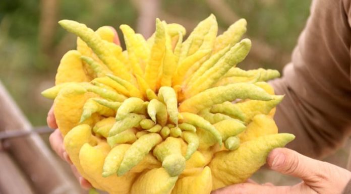 Choosing the Right Position for Placing Buddha Altar during Tet: A Commonly Overlooked Yet Crucial Element for Attracting Luck