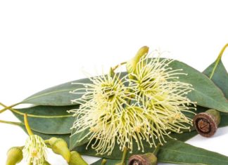 Simple Natural Ways to Avoid Mosquito Bites