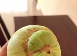 Speed Up: Choosing the Ideal Cantaloupe Before Supplies Run Out