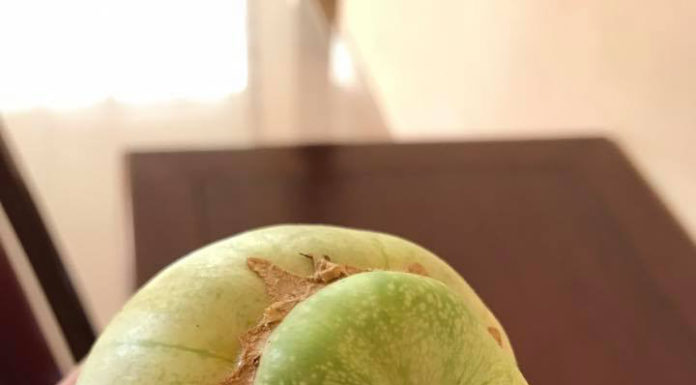 Speed Up: Choosing the Ideal Cantaloupe Before Supplies Run Out