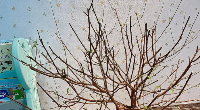 Tips for Disposing of Peach Branches After the Tet Holiday