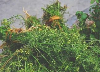 Why do people often bathe with leaves on the last day of the year? Can other types of leaves be used for bathing?