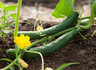 Which Shape of Cucumber is Most Delicious?