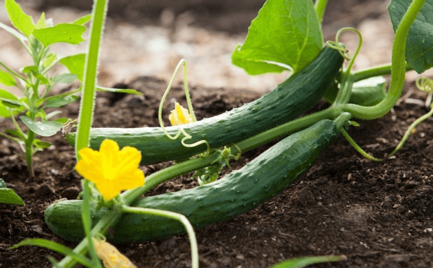 Which Shape of Cucumber is Most Delicious?