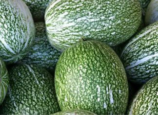 Uncovering the Rising Trend of Winter Melon Towards the End of 2020