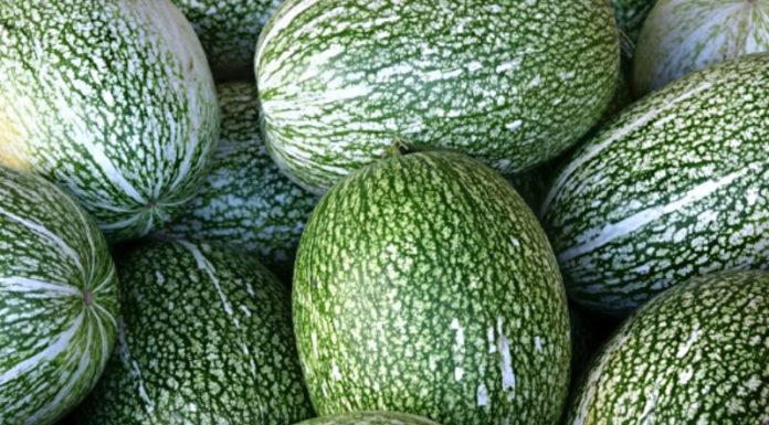 Uncovering the Rising Trend of Winter Melon Towards the End of 2020