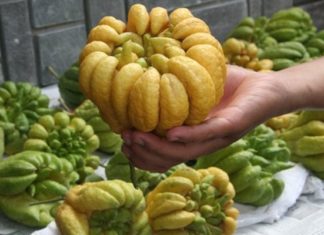 Don’t throw away the buddha’s hand after lighting the incense: Doing it this way has valuable benefits that everyone needs.