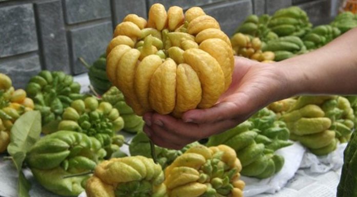 Don’t throw away the buddha’s hand after lighting the incense: Doing it this way has valuable benefits that everyone needs.