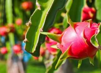 Ripe, Natural, Pesticide-Free Fruits: Rich in Vitamins and Delicious for Everyone