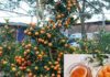 Can you eat decorative kumquats during Tet? Many people are mistaken.